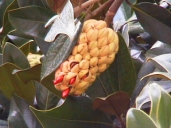 On the Piazza di Pace 2.jpg